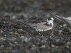 Black Tern at Southend Seafront (Steve Arlow) (118307 bytes) Black Tern at Southend Seafront (Steve Arlow) (118307 bytes)